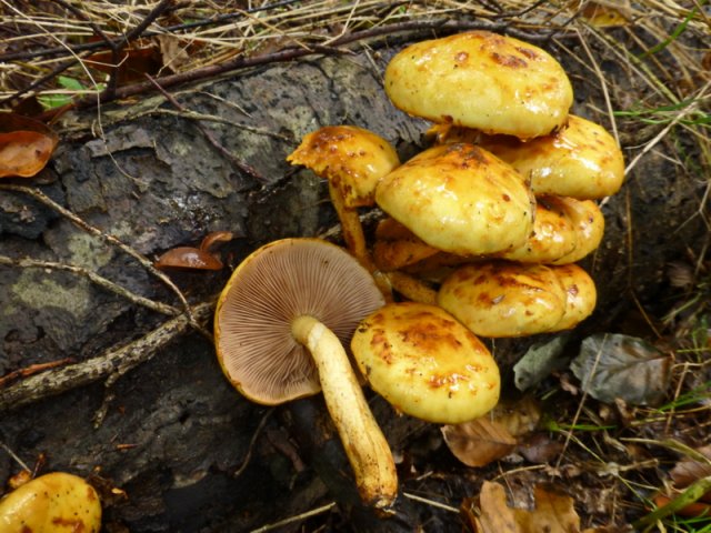 Pholiota aurivella, Goldfellschüppling